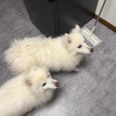 白いグラディウス(2頭)