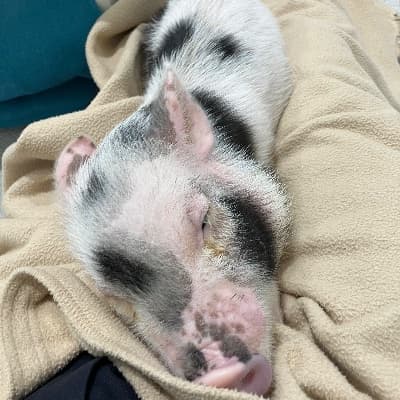 ナイトレイン沼にはまった人