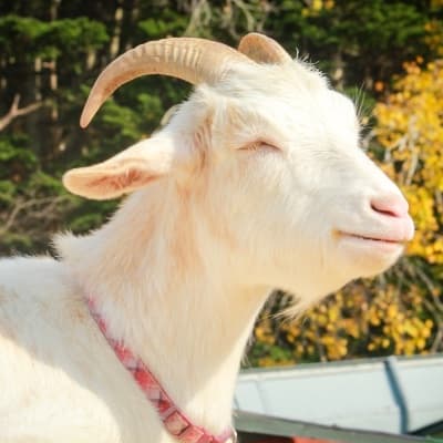 のこ